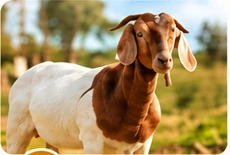 Goat