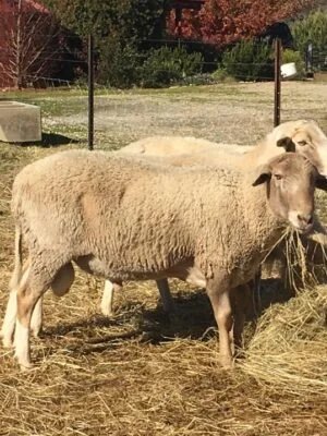 Sheep Premium