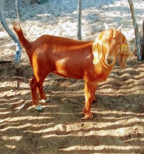 Goat Standard
