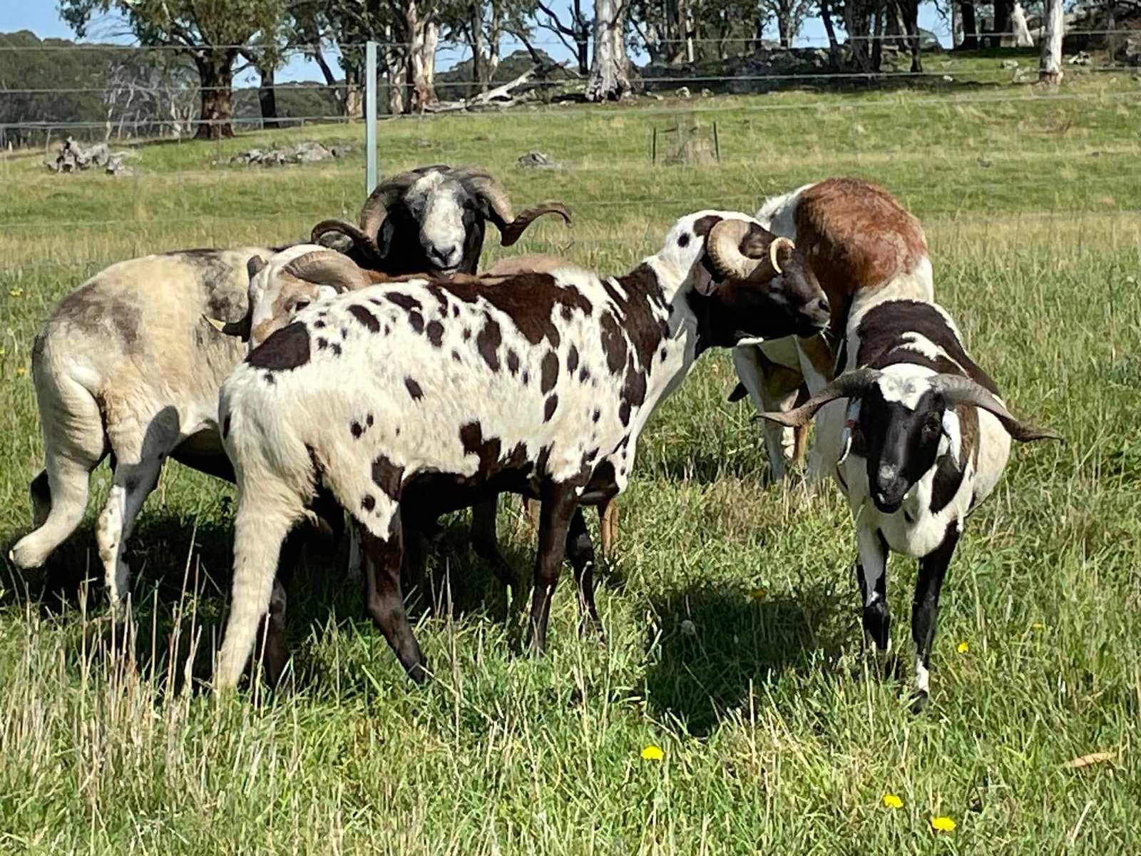 Sheep Standard